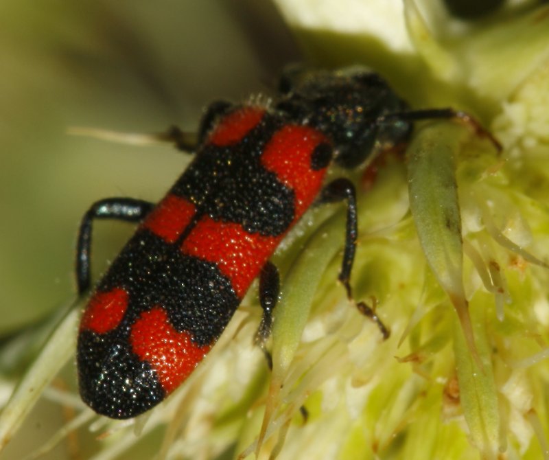 Escarabajo_5930.jpg