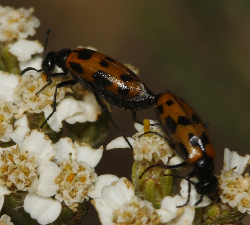 escarabajo_6047.jpg