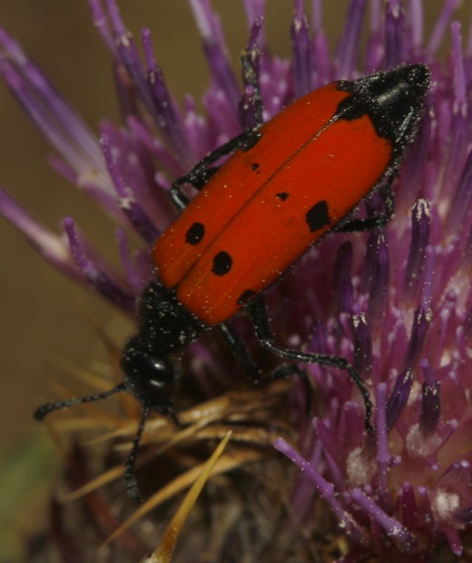 escarabajo_6050.jpg