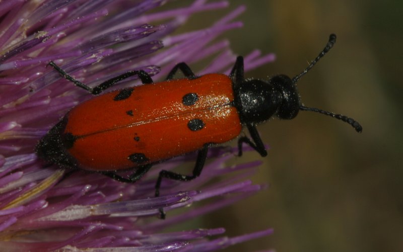 escarabajo_6053.jpg
