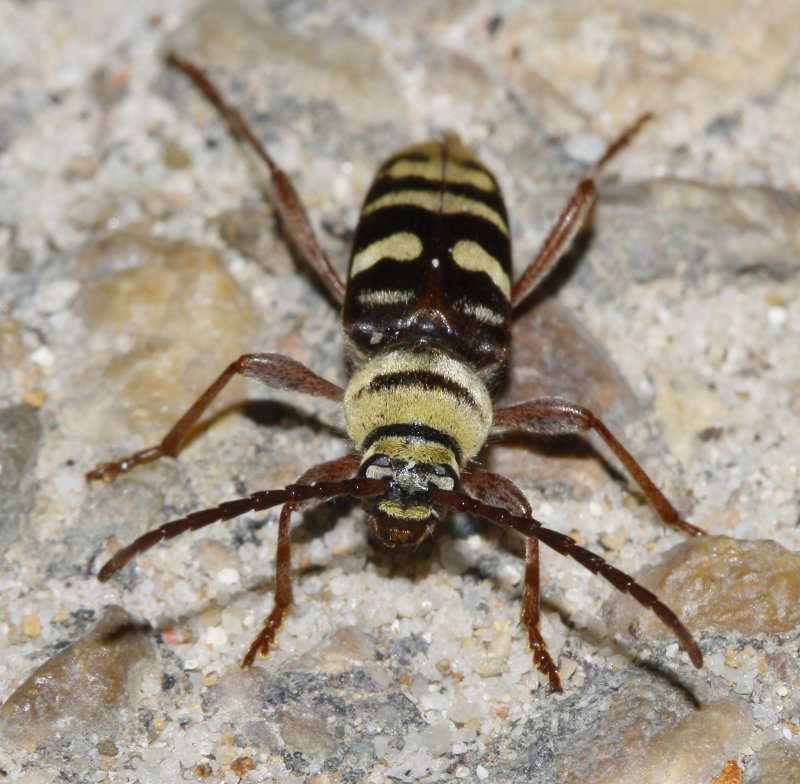 escarabajo_6314.jpg