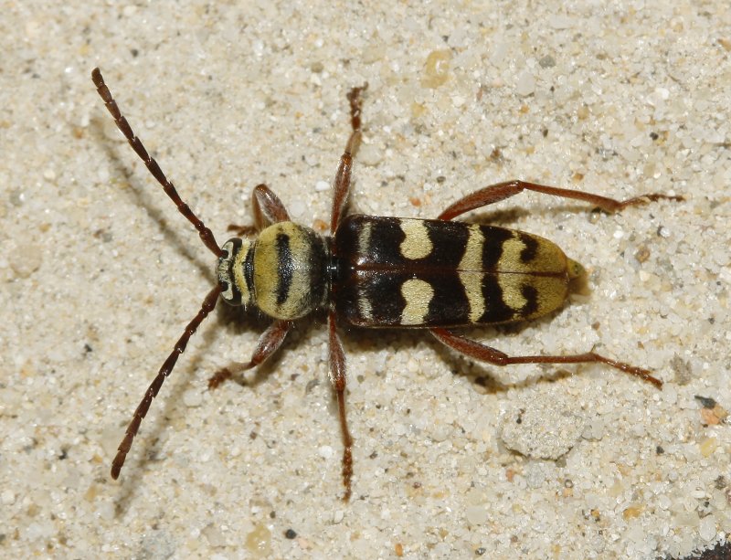 escarabajo_6315.jpg