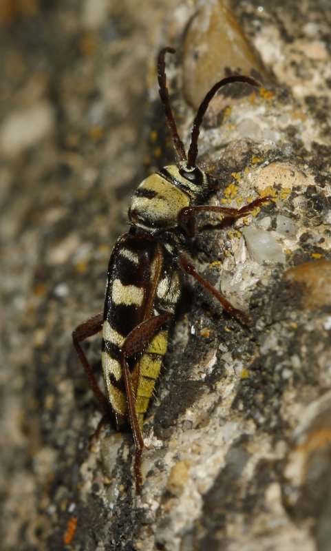 escarabajo_6320.jpg