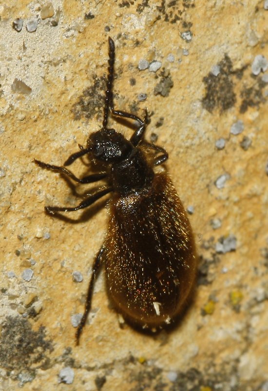 escarabajo_6343.jpg