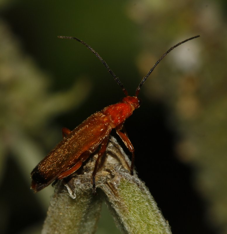 escarabajo_6393.jpg