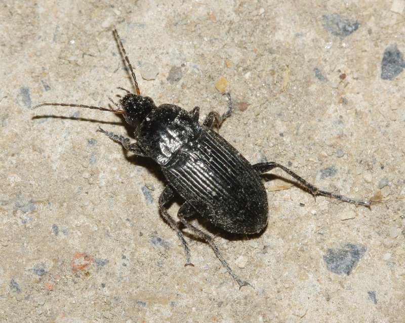 escarabajo_6430.jpg