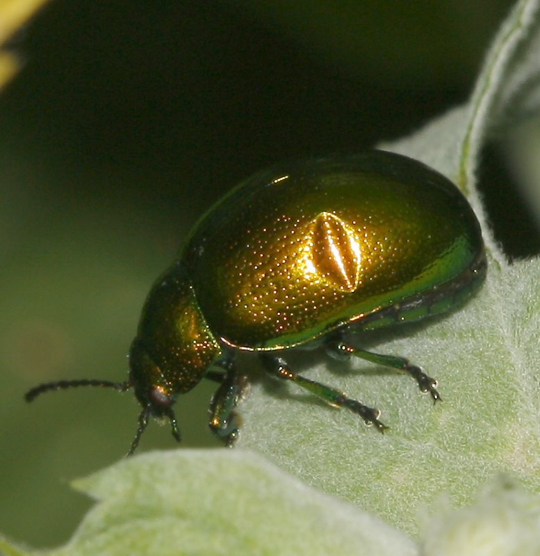 escarabajo_6460.jpg