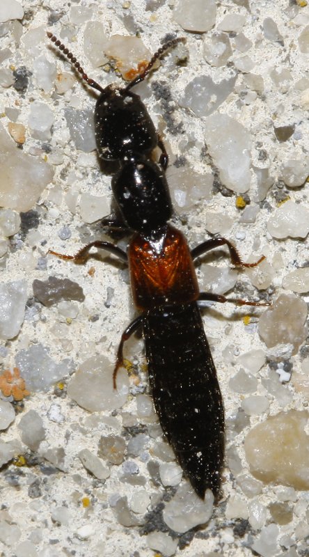 escarabajo_6732.jpg