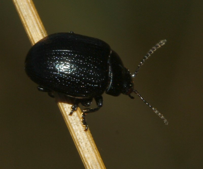 escarabajo_6773.jpg