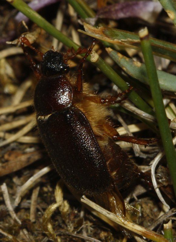 escarabajo_6779.jpg