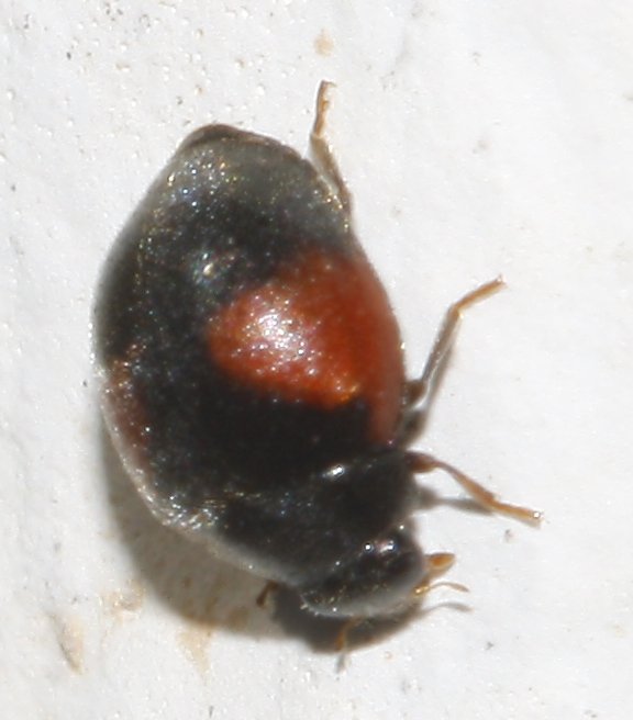 escarabajo_6874.jpg