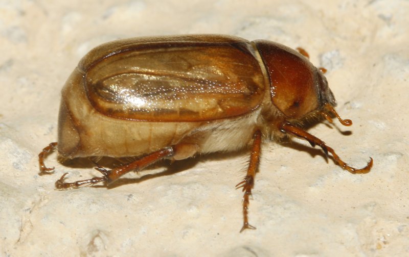 escarabajo_6886.jpg