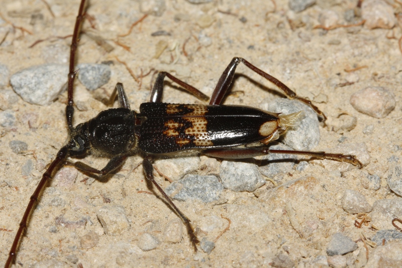 escarabajo_6890.jpg