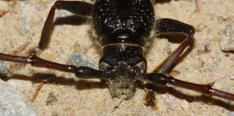escarabajo_6891.jpg