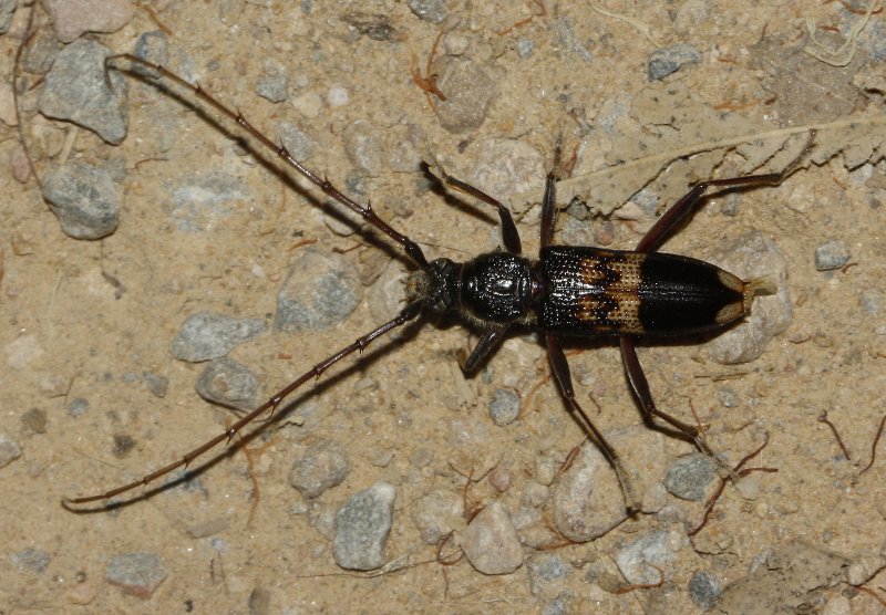 escarabajo_6893.jpg