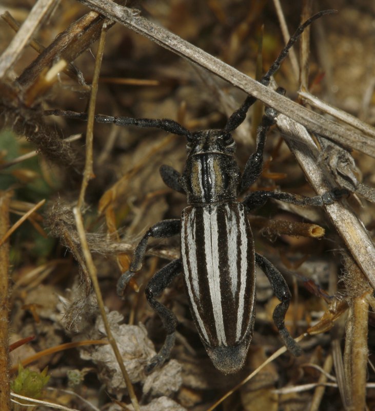 escarabajo_6925.jpg