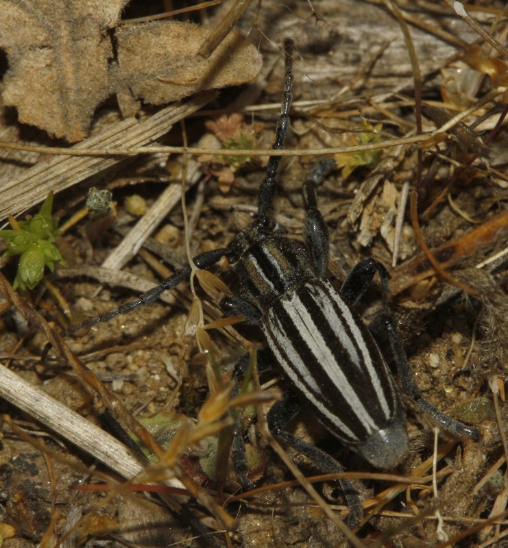 escarabajo_6928.jpg