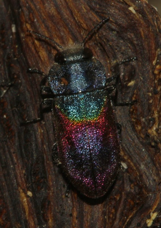escarabajo_6937.jpg