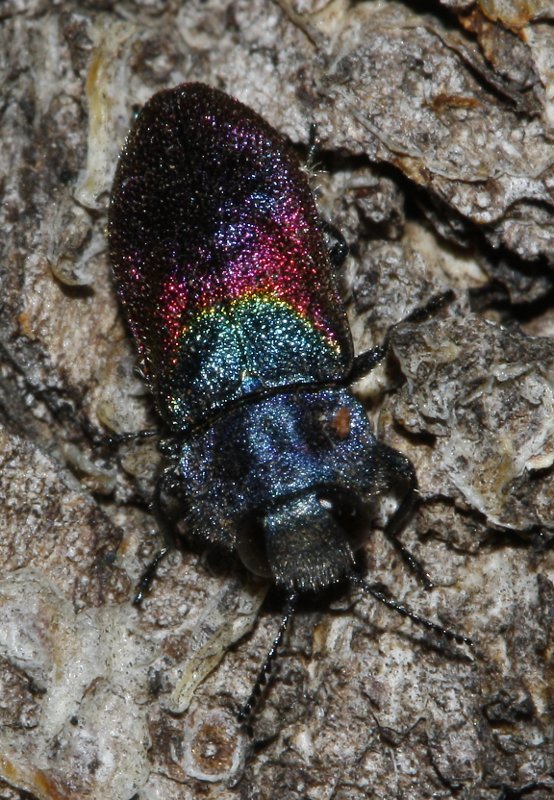 escarabajo_6940.jpg