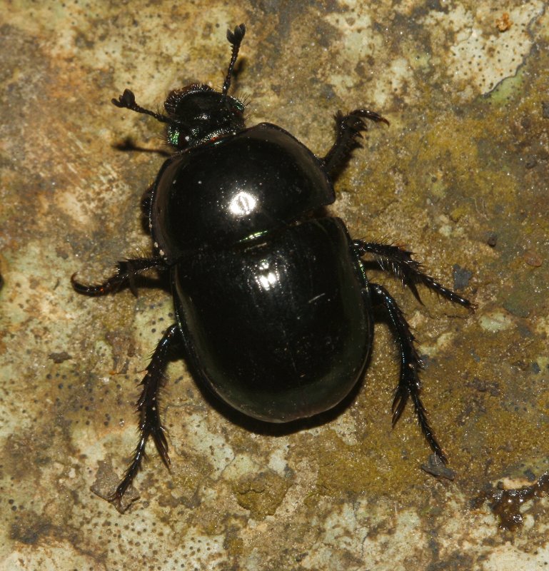 escarabajo_7530.jpg