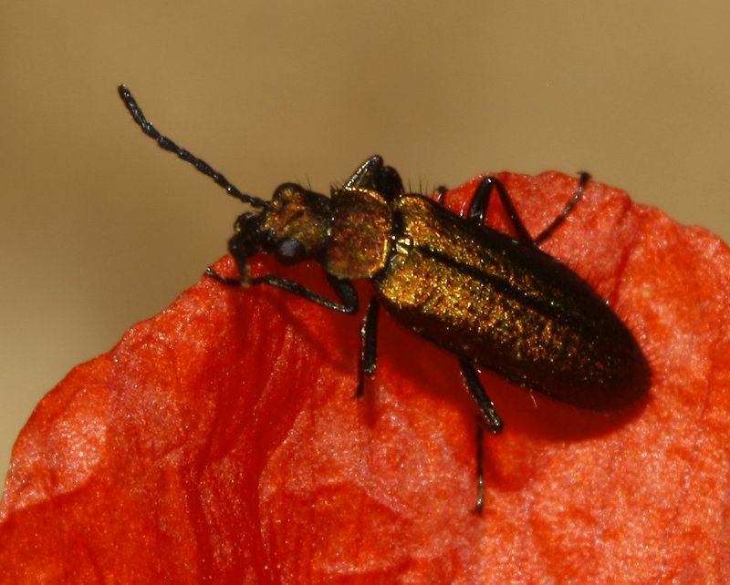 escarabajo_8043.jpg