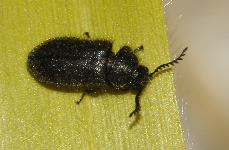 escarabajo_8090.jpg