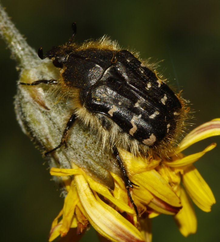 escarabajo_8097.jpg