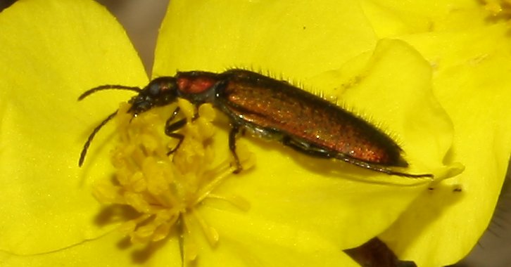 escarabajo_8109.jpg