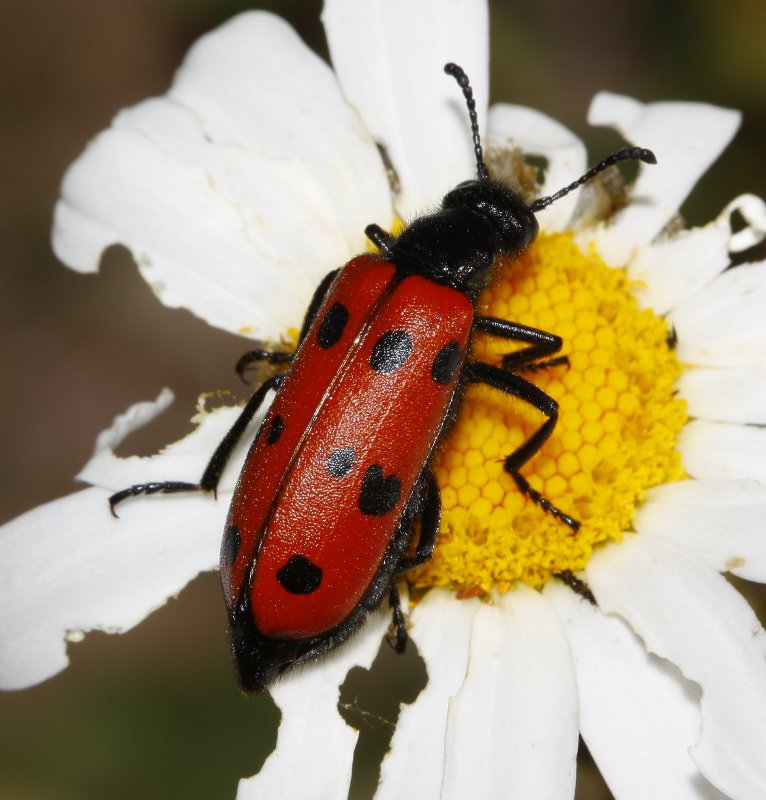 escarabajo_8202.jpg