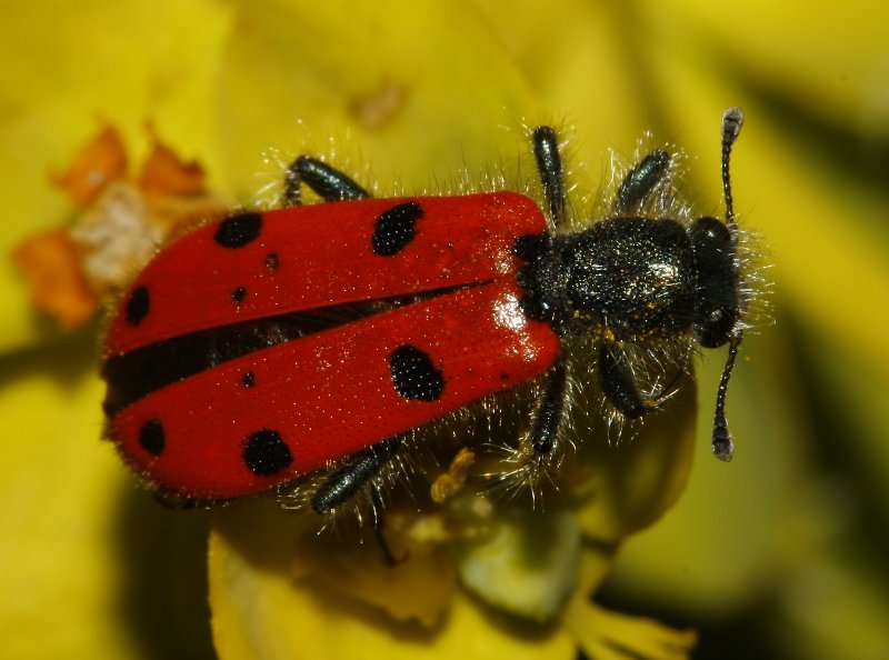 escarabajo_8226.jpg