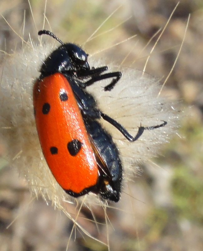 escarabajo_DSC00507.jpg