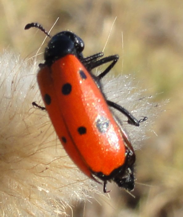 escarabajo_DSC00508.jpg