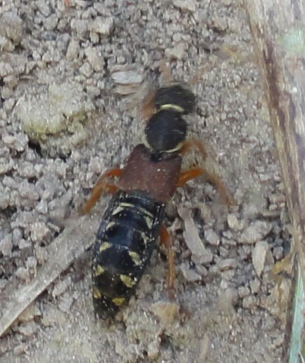 escarabajo_DSC01240.jpg