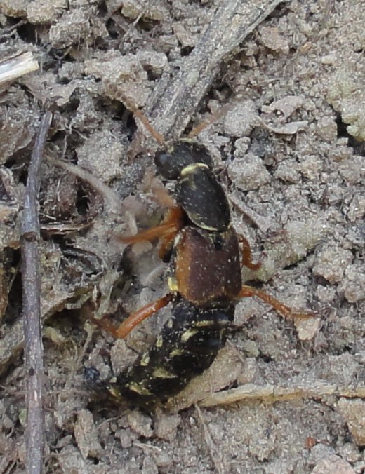 escarabajo_DSC01241.jpg