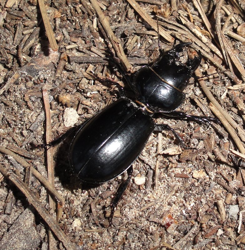escarabajo_dsc02938.jpg