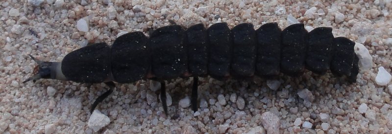 escarabajo_dsc02987.jpg