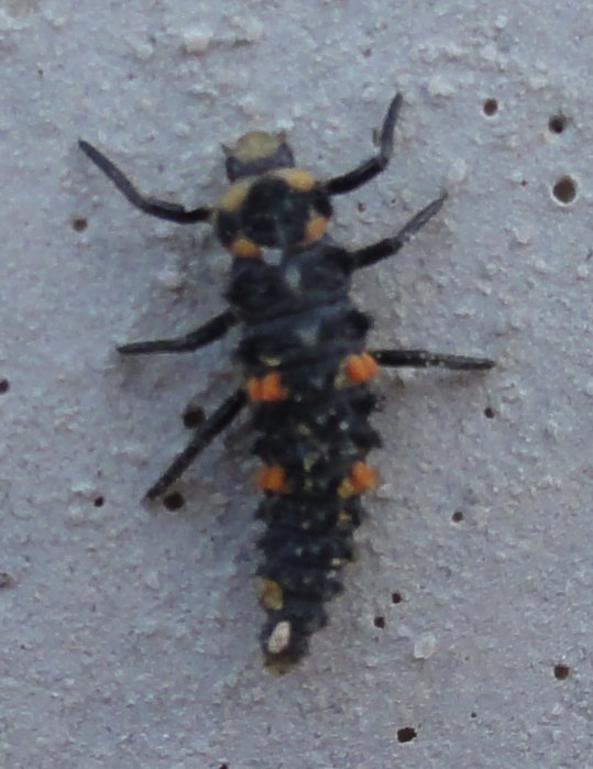 escarabajo_dsc02992.jpg