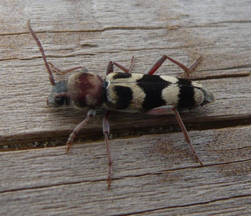 escarabajo_p1110492.jpg