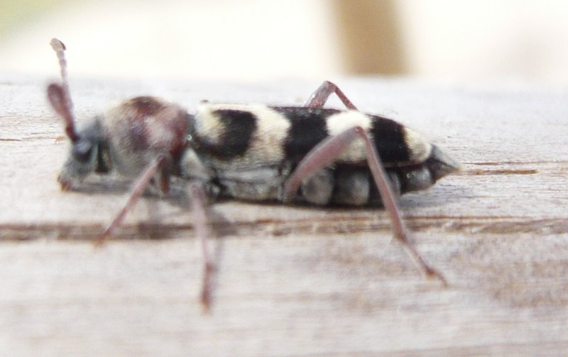 escarabajo_p1110495.jpg