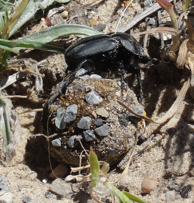 escarabajo_pelotero_dsc02984.jpg