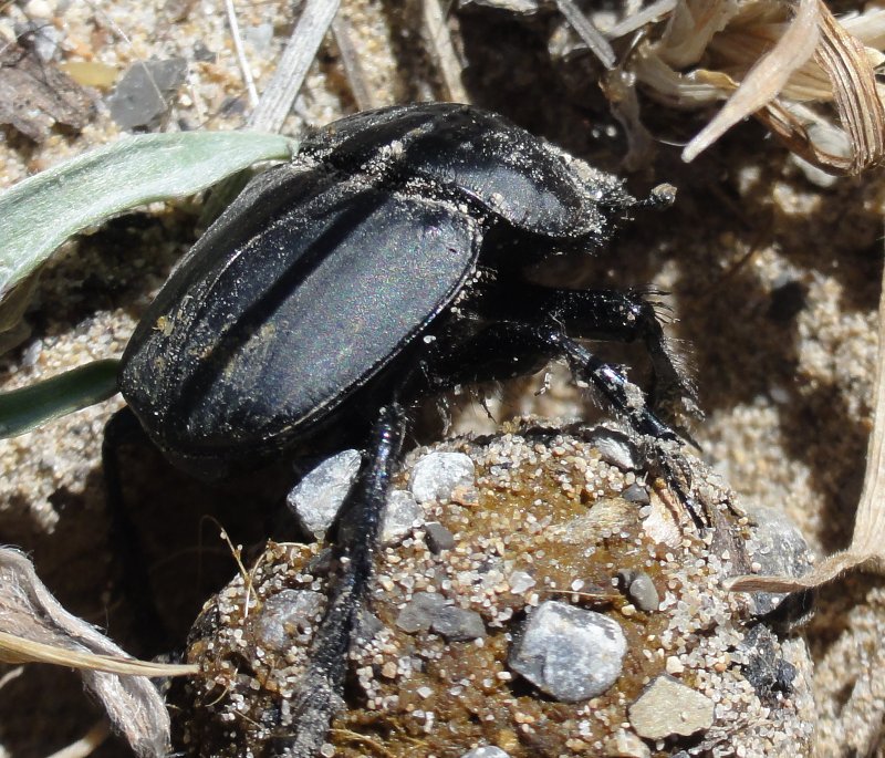 escarabajo_pelotero_dsc02985.jpg