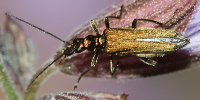 escarabajoA1.jpg