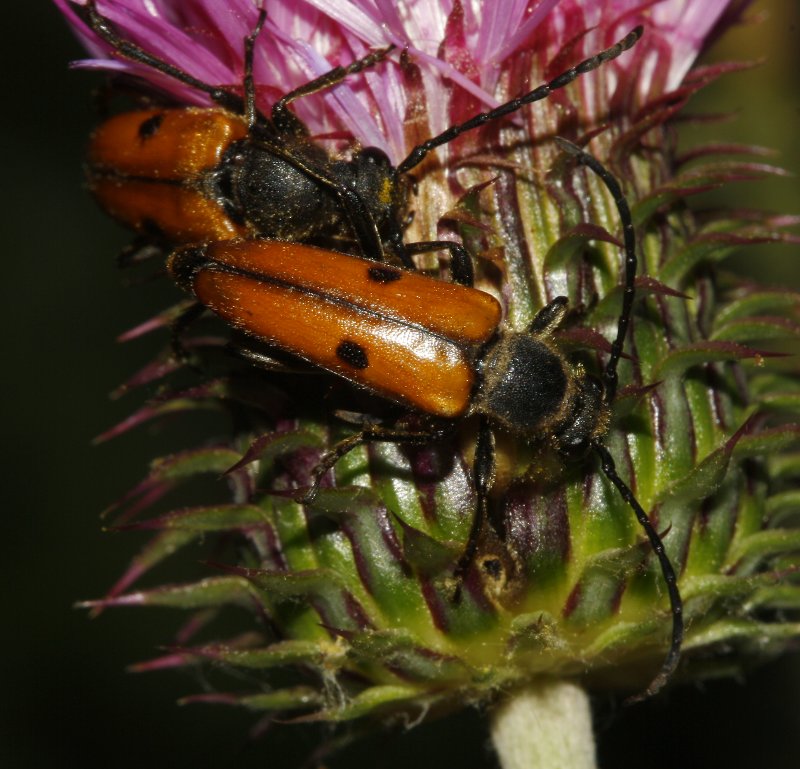 escarabajos_8218.jpg