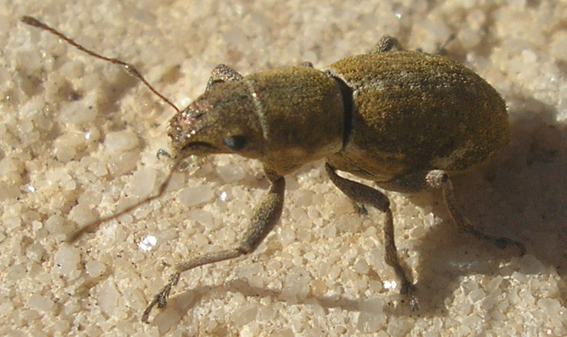 escarabg6.jpg