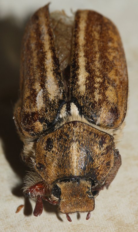 Escarabgjul.jpg