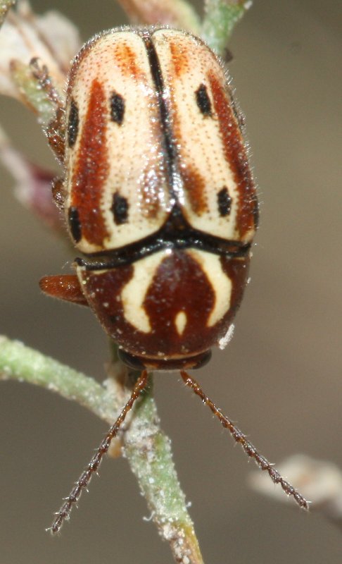 Escarabgjula1.jpg