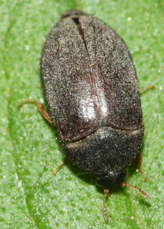 escarabma.jpg