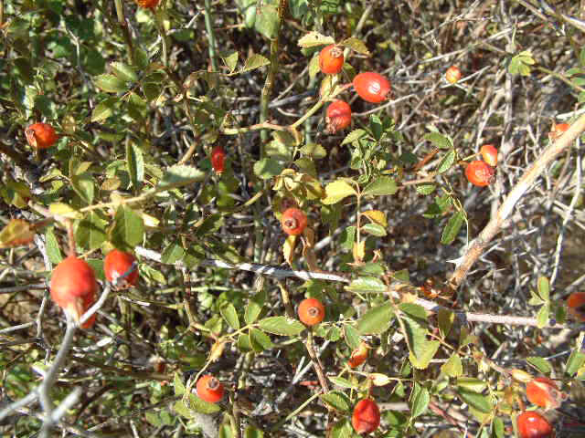 escaramujo.jpg