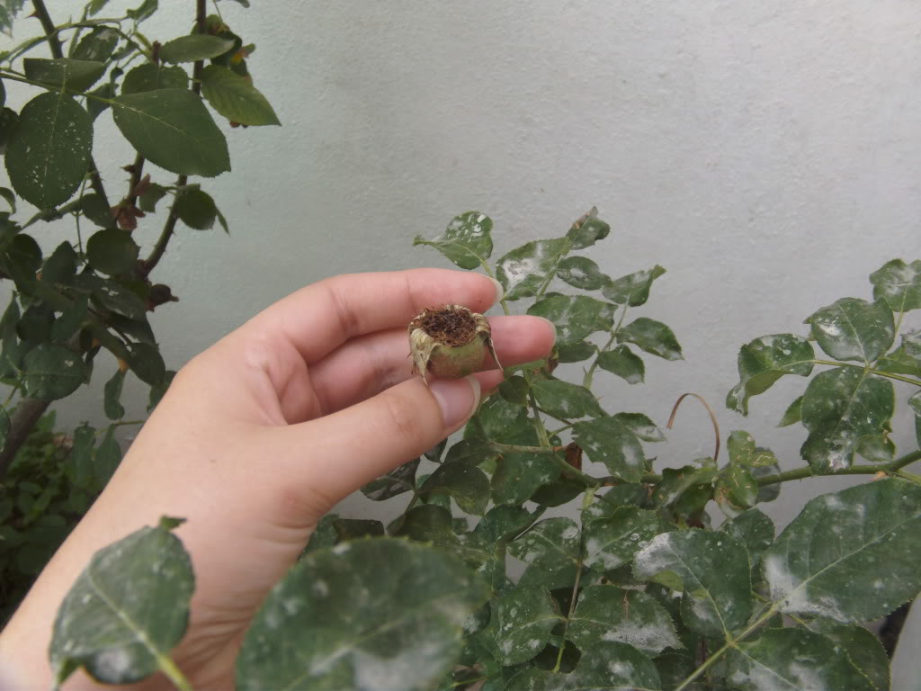 Escaramujopolinizadoporm.jpg