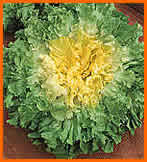 escarola1.jpg